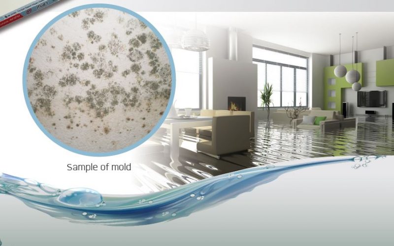 Mold Resistance Gypsum Board MoldBloc